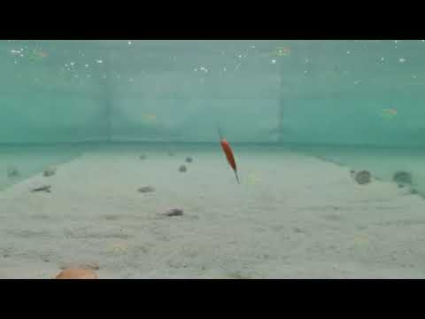 Minnow Lure  Wholesale Leading